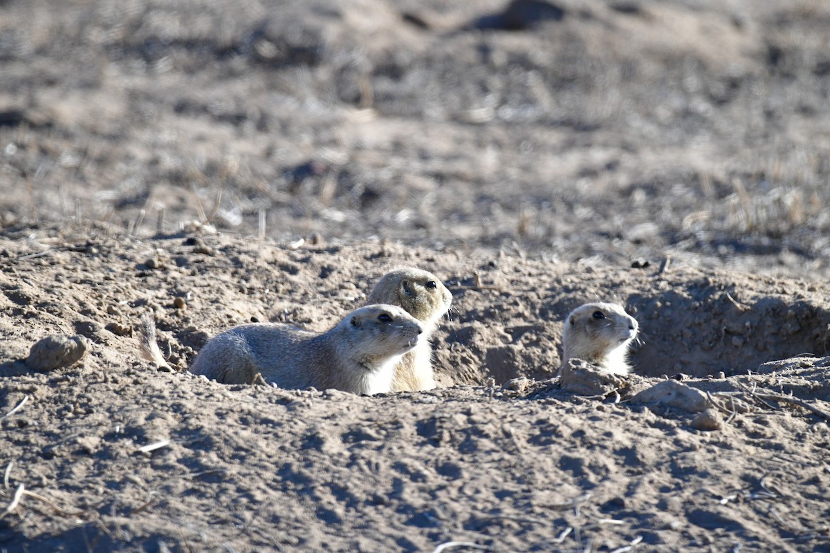 Animals - ML645957375