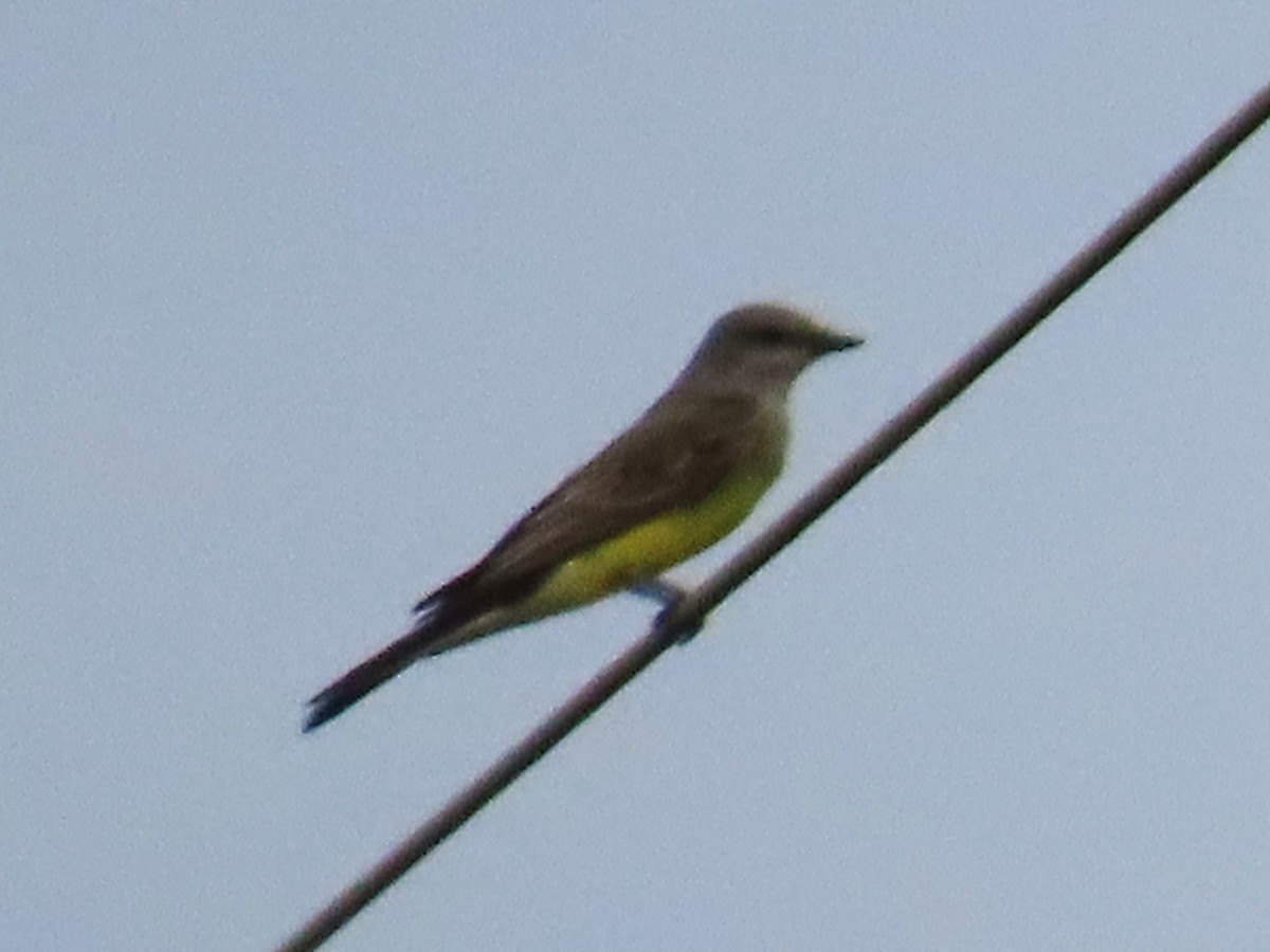 Western Kingbird - ML645957377