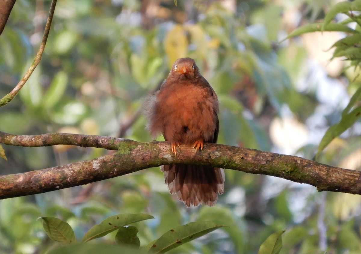 Orange-billed Babbler - ML645957378