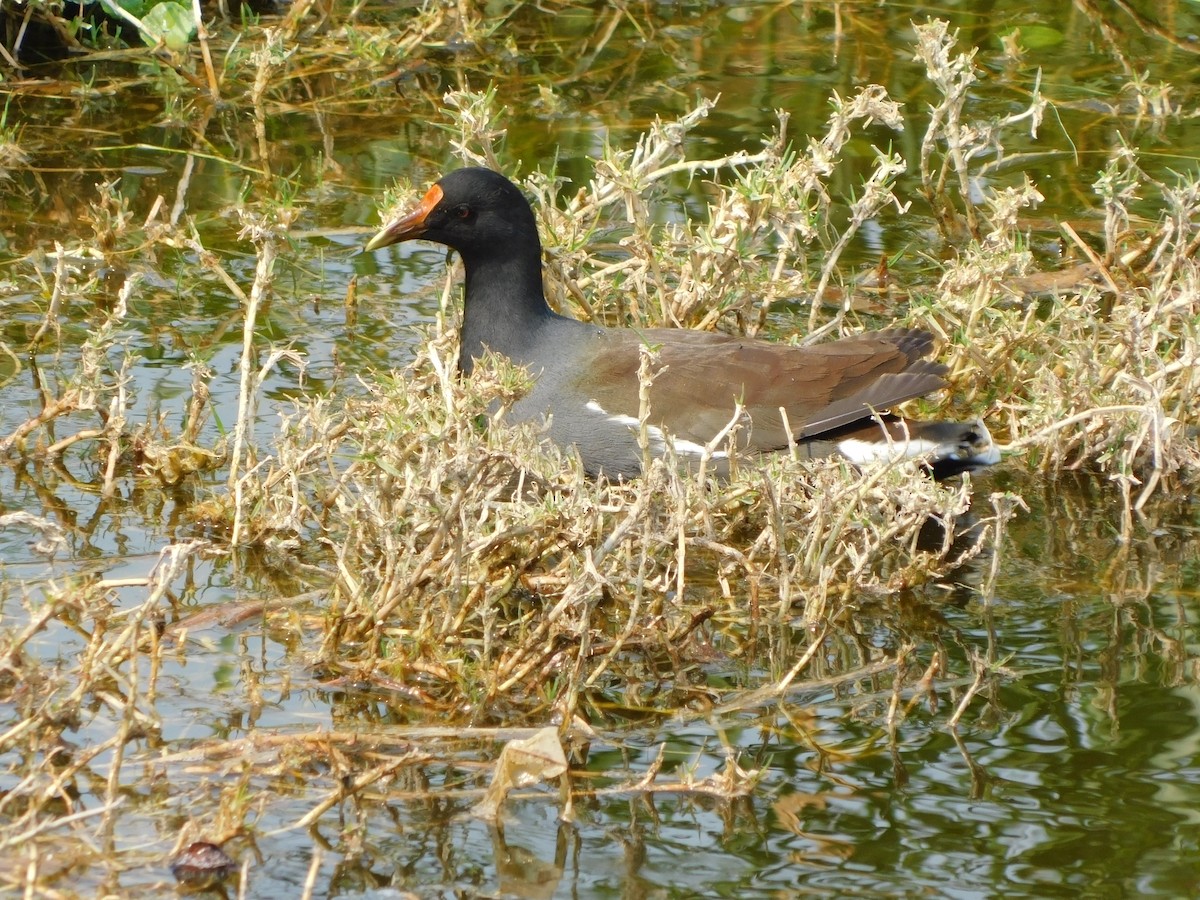 slípka americká - ML645957382