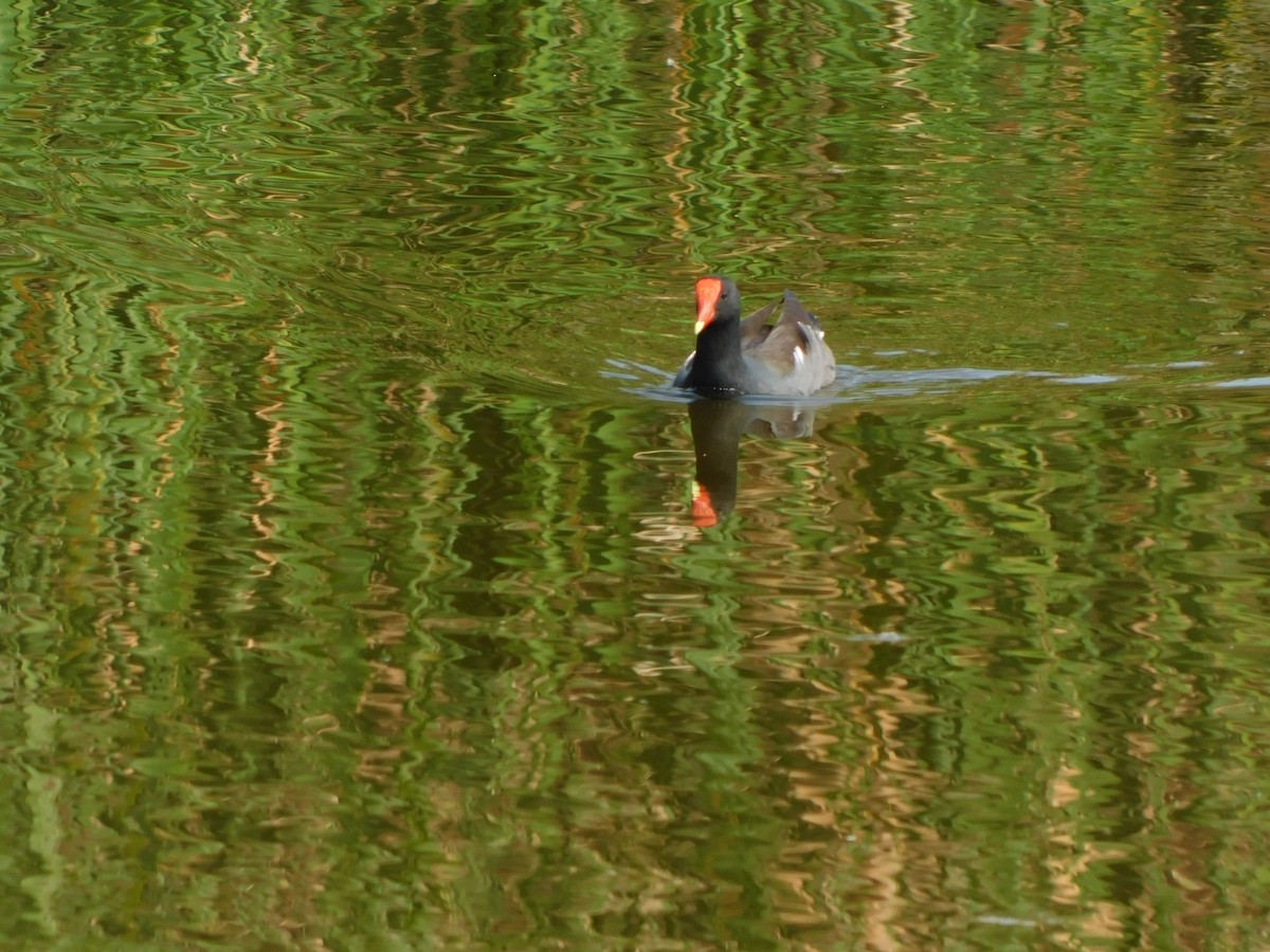 slípka americká - ML645957383