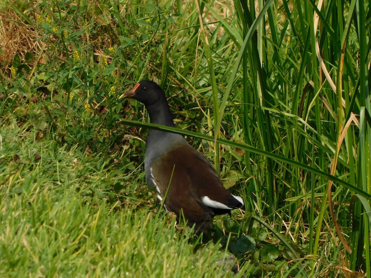 slípka americká - ML645957384