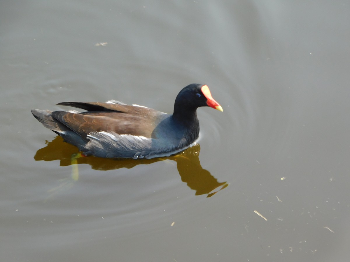 slípka americká - ML645957385