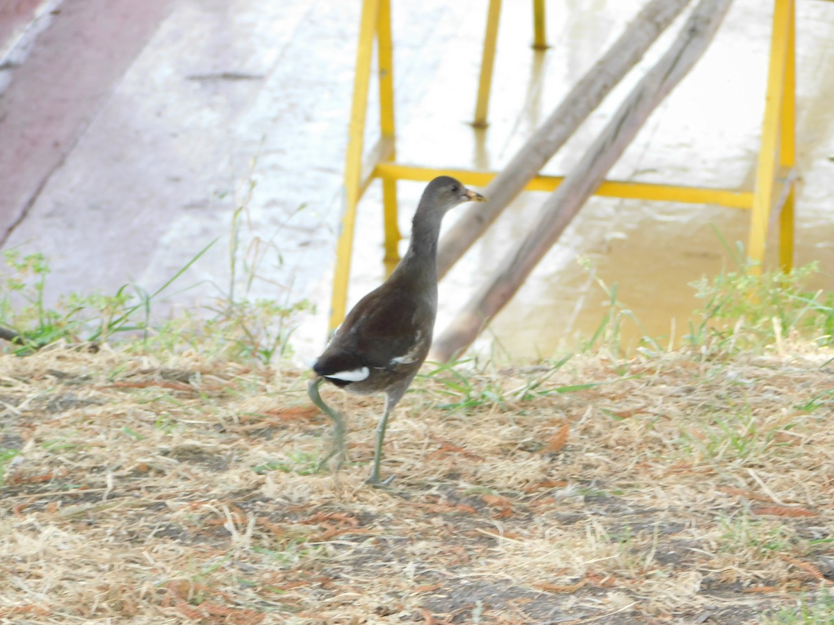 slípka americká - ML645957386