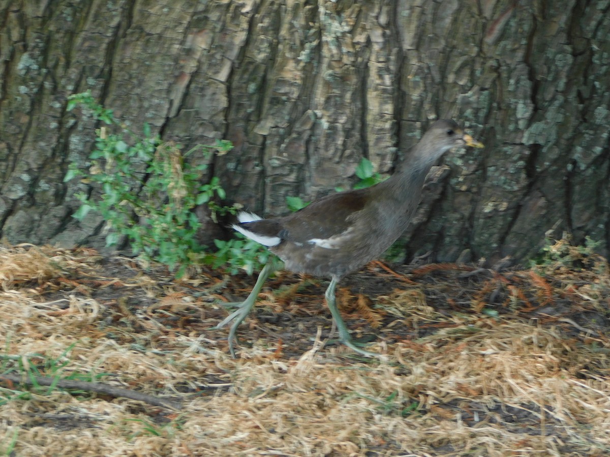 slípka americká - ML645957387