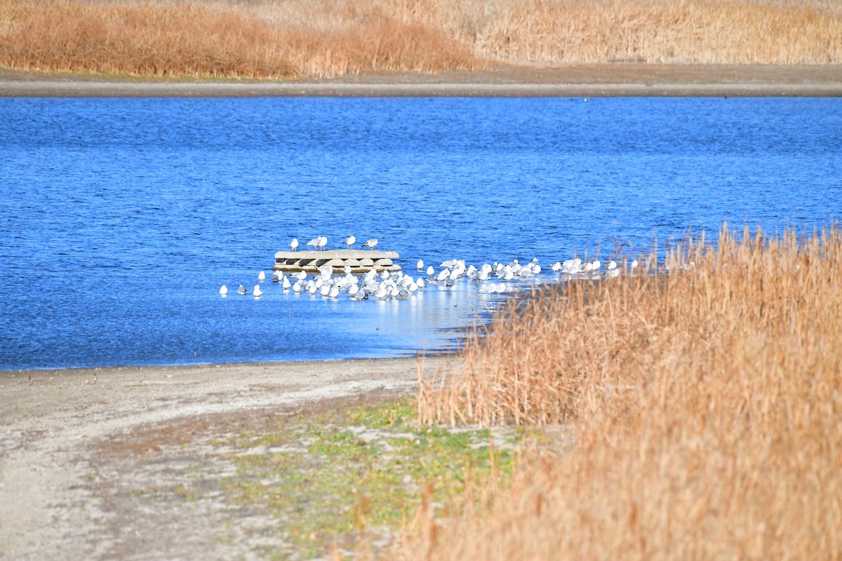 Ring-billed Gull - ML645957393