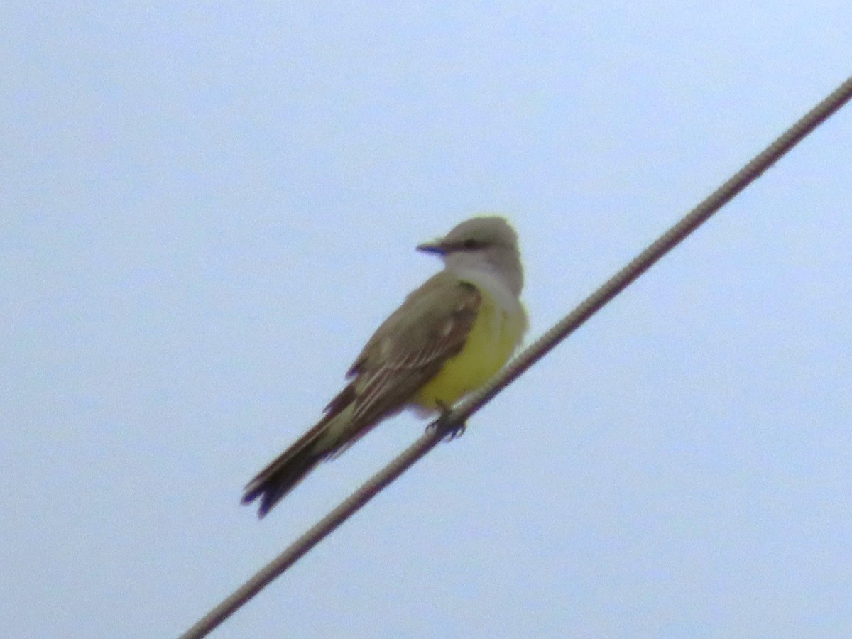 Western Kingbird - ML645957394