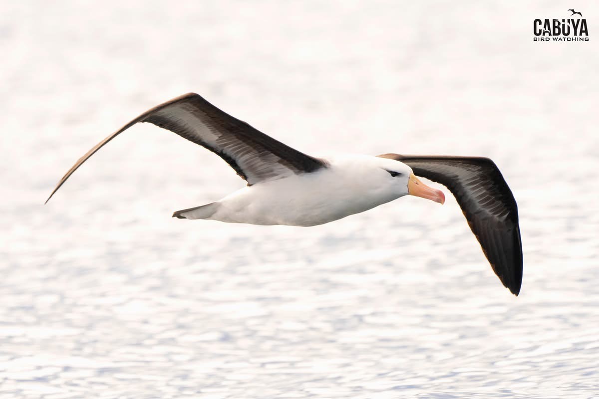 albatros černobrvý - ML645957396