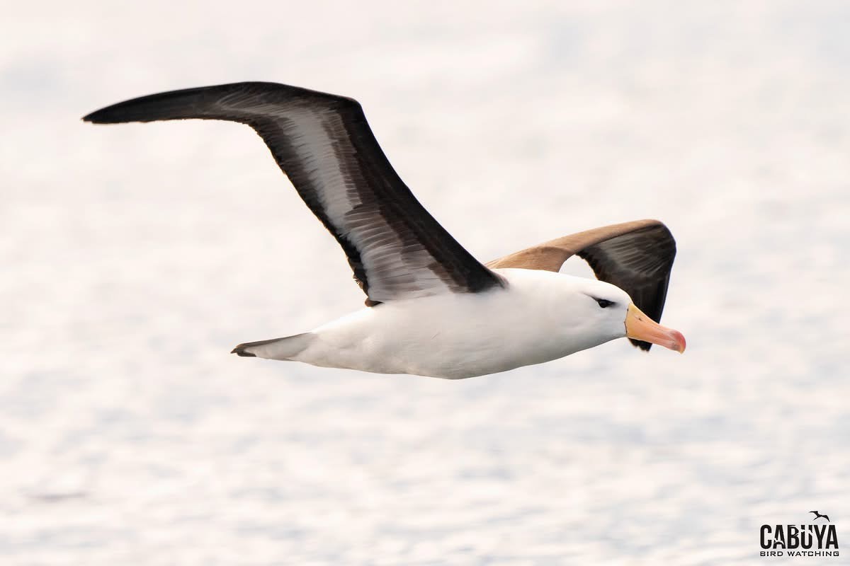 albatros černobrvý - ML645957397