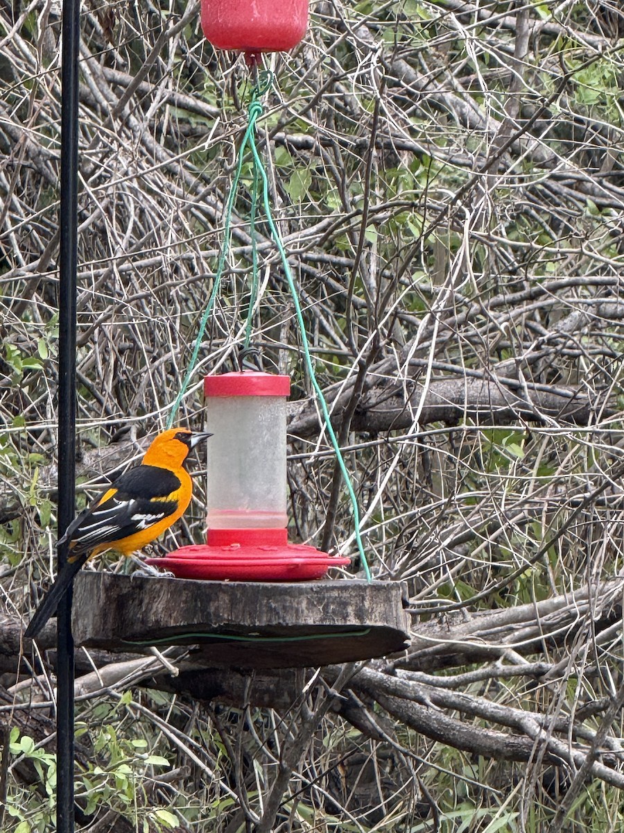 Altamira Oriole - ML645957400