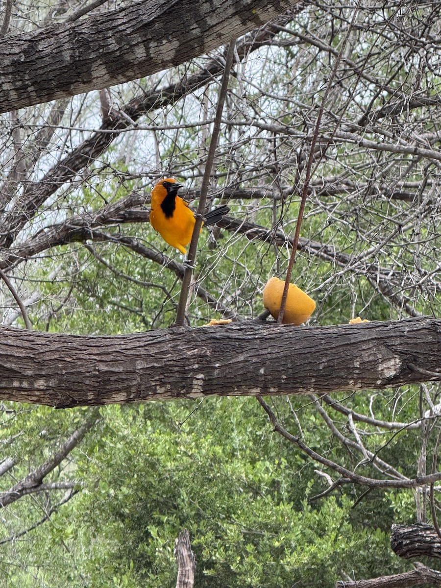Altamira Oriole - ML645957401