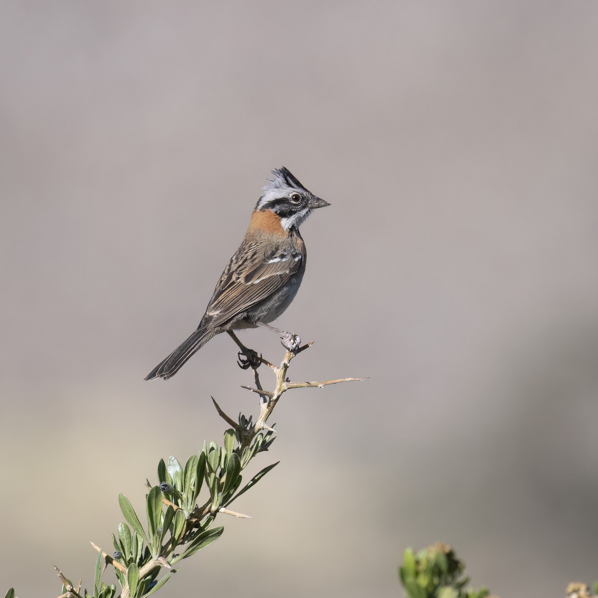 Rufous-collared Sparrow - ML645957407