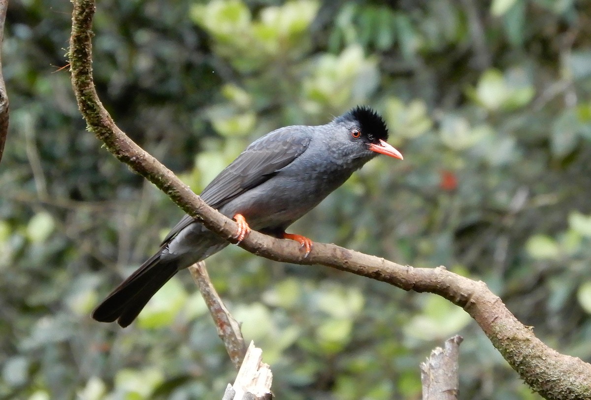 Горована індійська - ML645957409