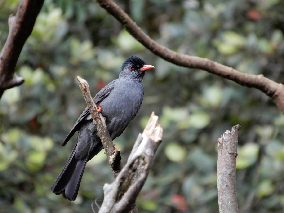 Горована індійська - ML645957410