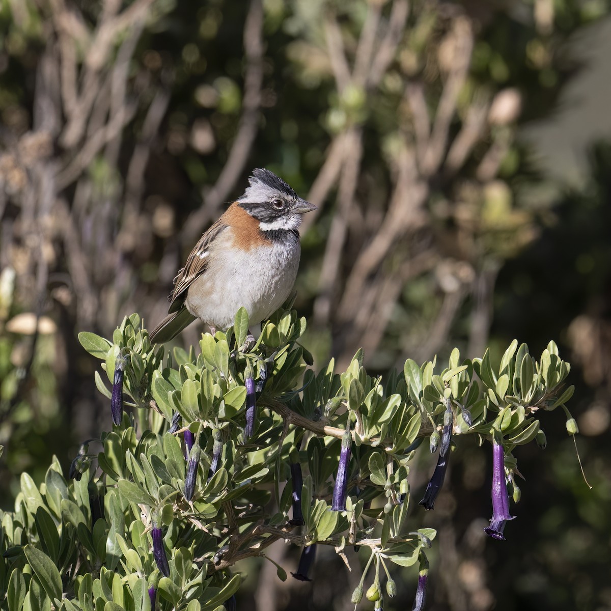 Rufous-collared Sparrow - ML645957411