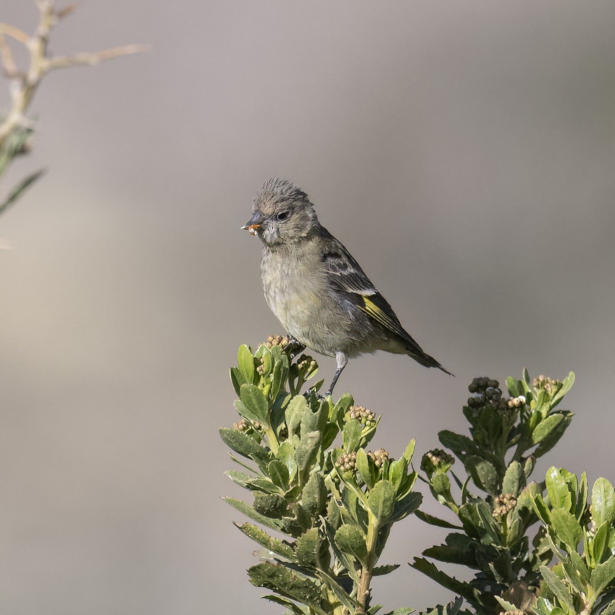 Hooded Siskin - ML645957414