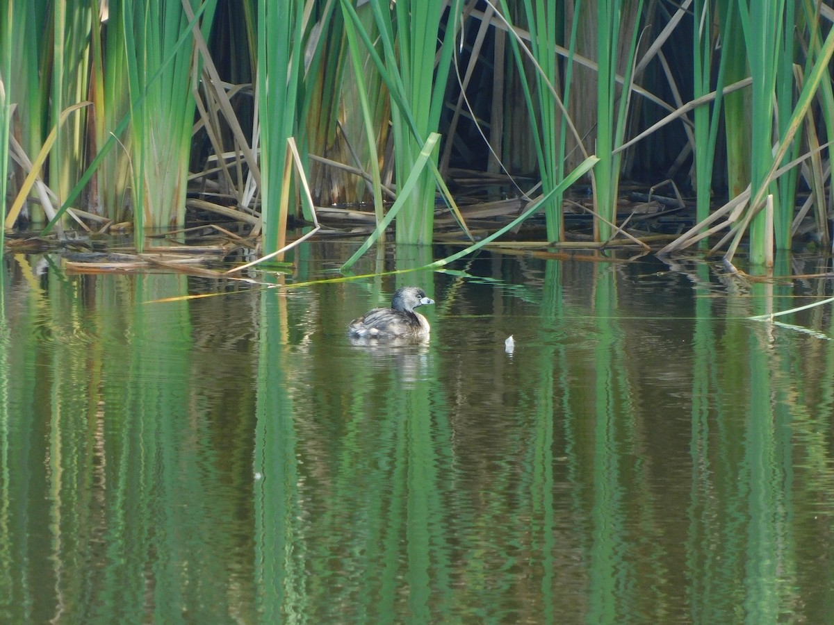 potápka americká - ML645957418