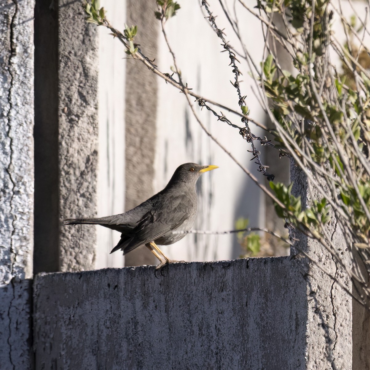 Chiguanco Thrush - ML645957419