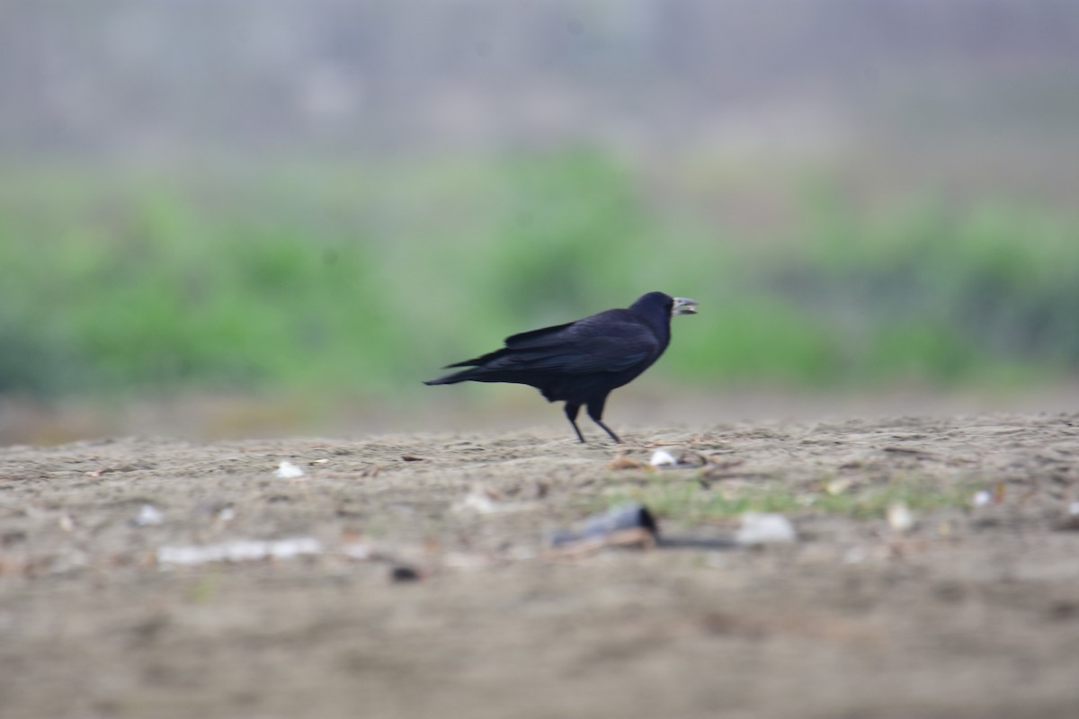 禿鼻鴉 - ML645957423