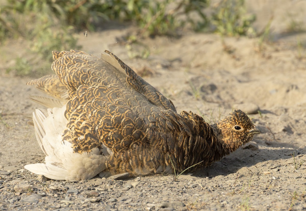 Lagopède des saules - ML645957424