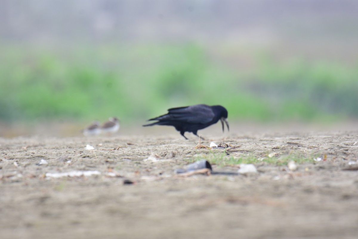 禿鼻鴉 - ML645957425