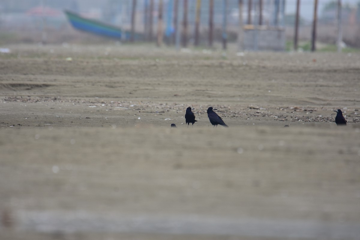 禿鼻鴉 - ML645957426