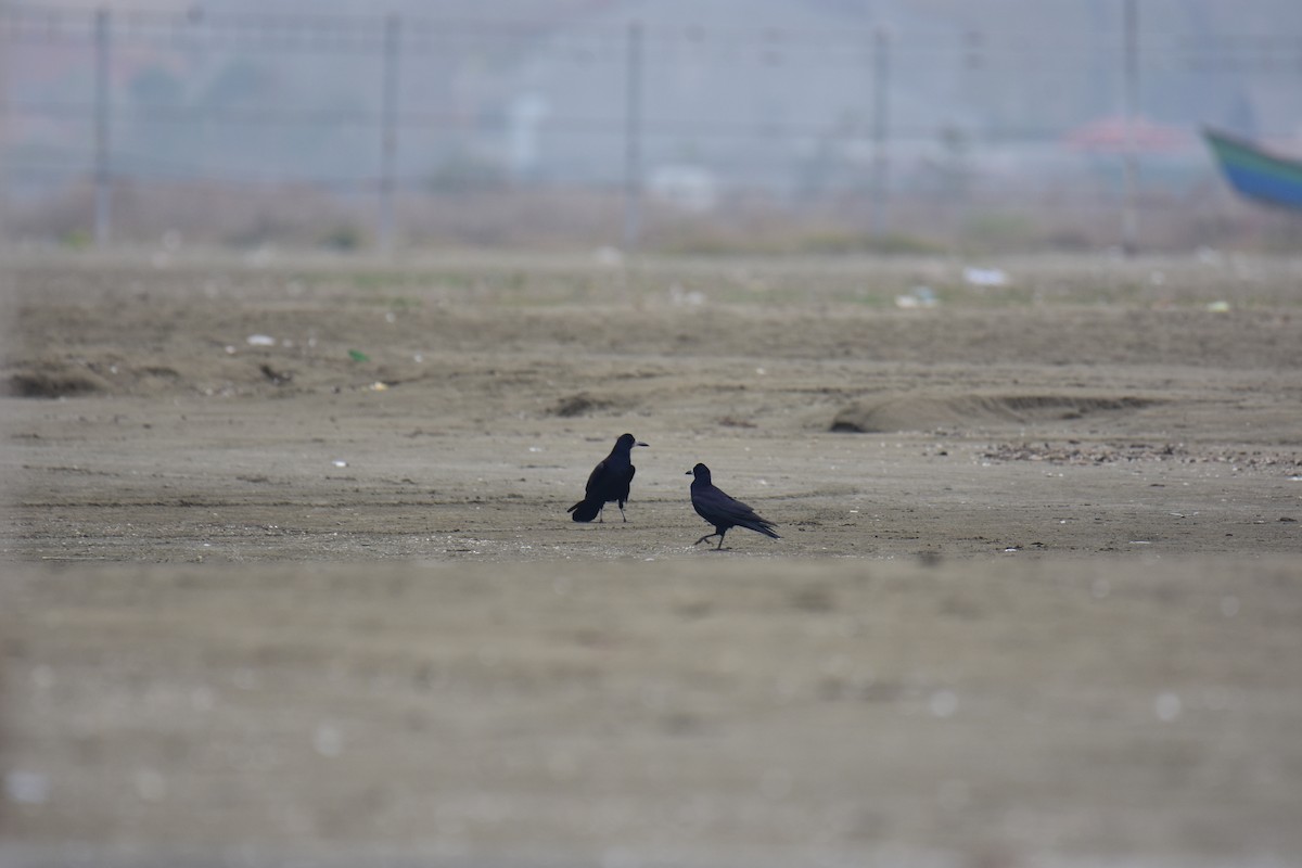 禿鼻鴉 - ML645957429