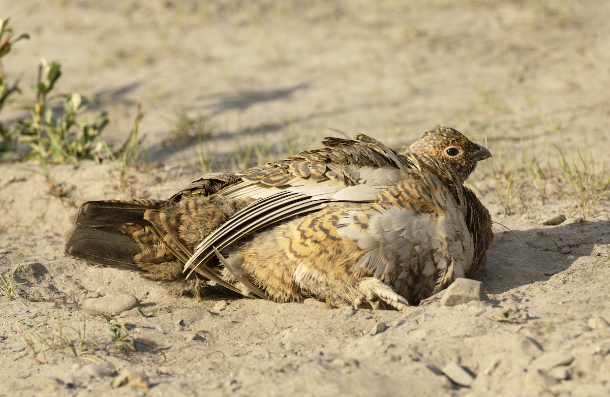 Lagopède des saules - ML645957435