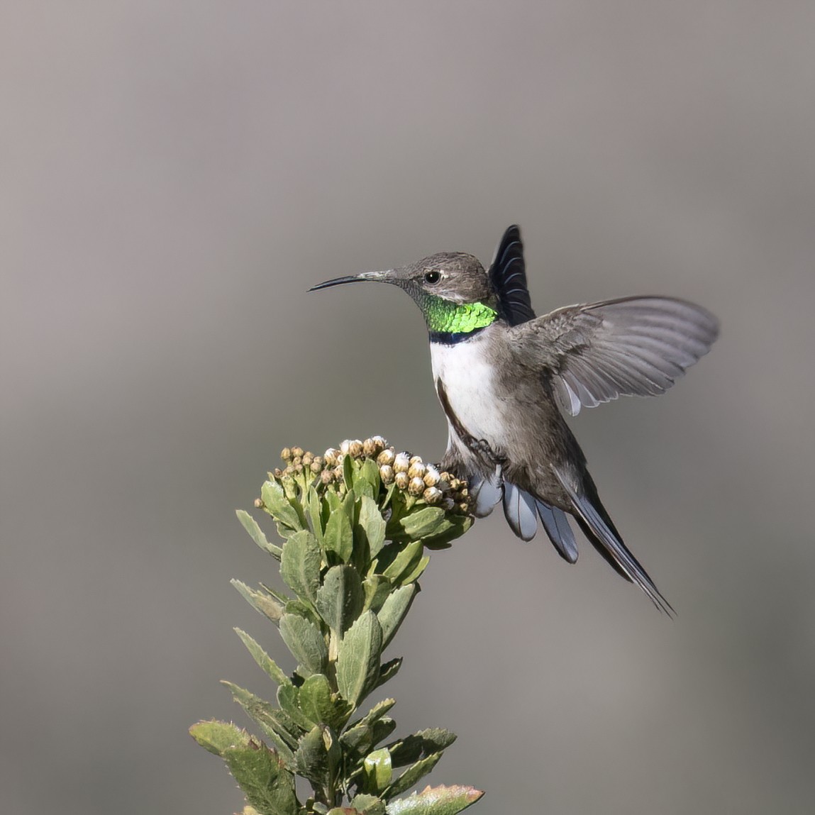 Andean Hillstar - ML645957440