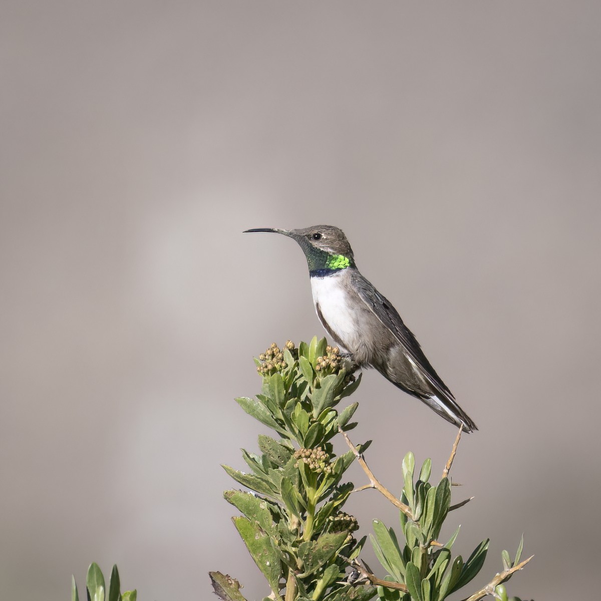 Andean Hillstar - ML645957441