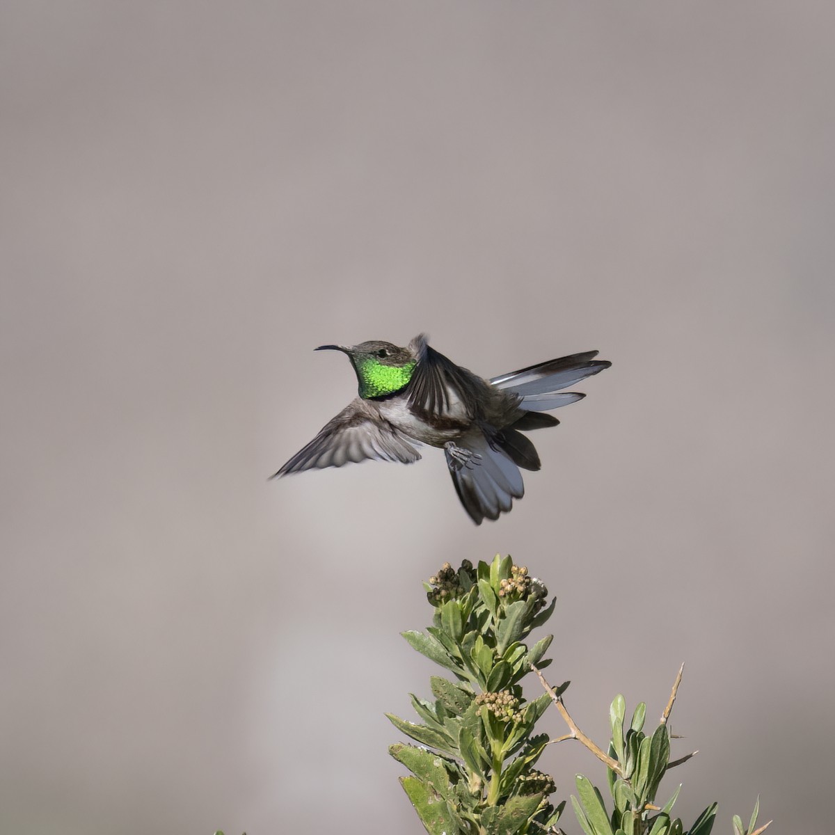 Andean Hillstar - ML645957443