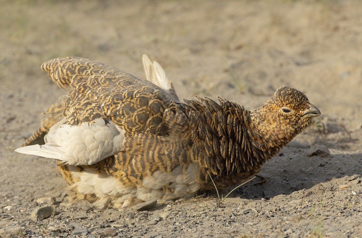 Lagopède des saules - ML645957445