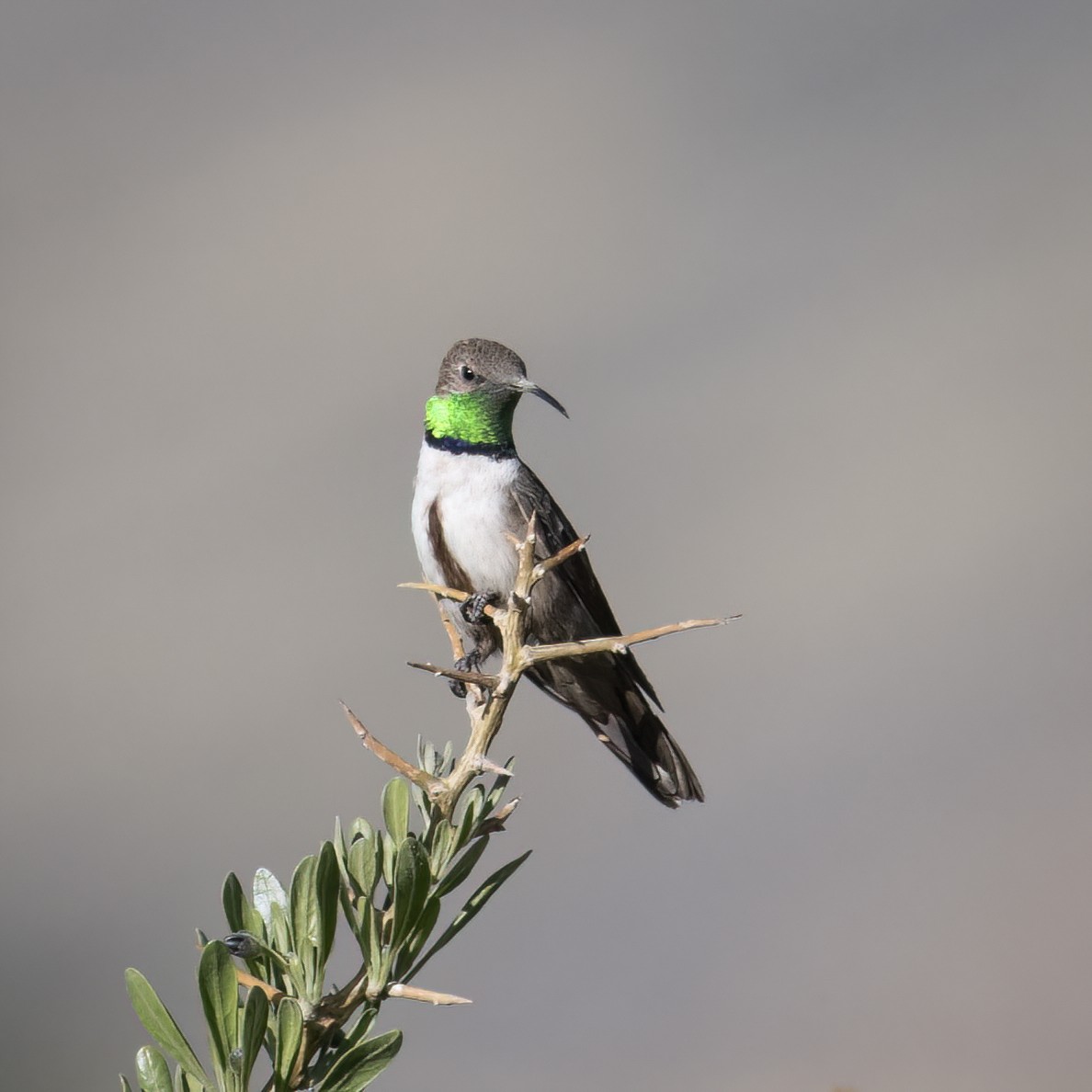 Andean Hillstar - ML645957447