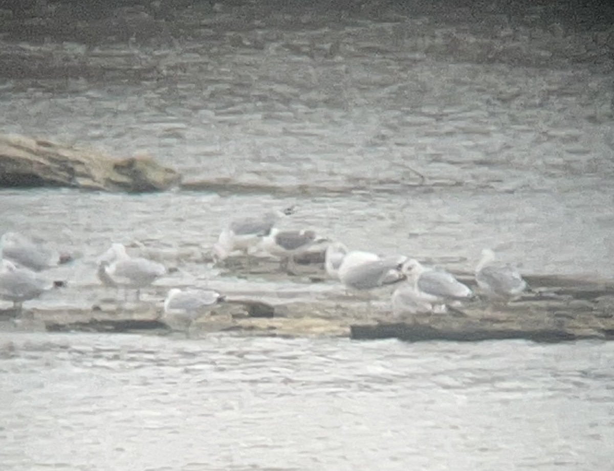 Franklin's Gull - ML645957448