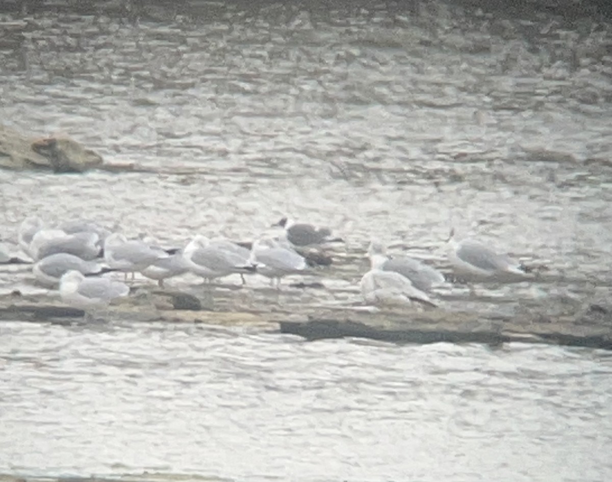Franklin's Gull - ML645957449