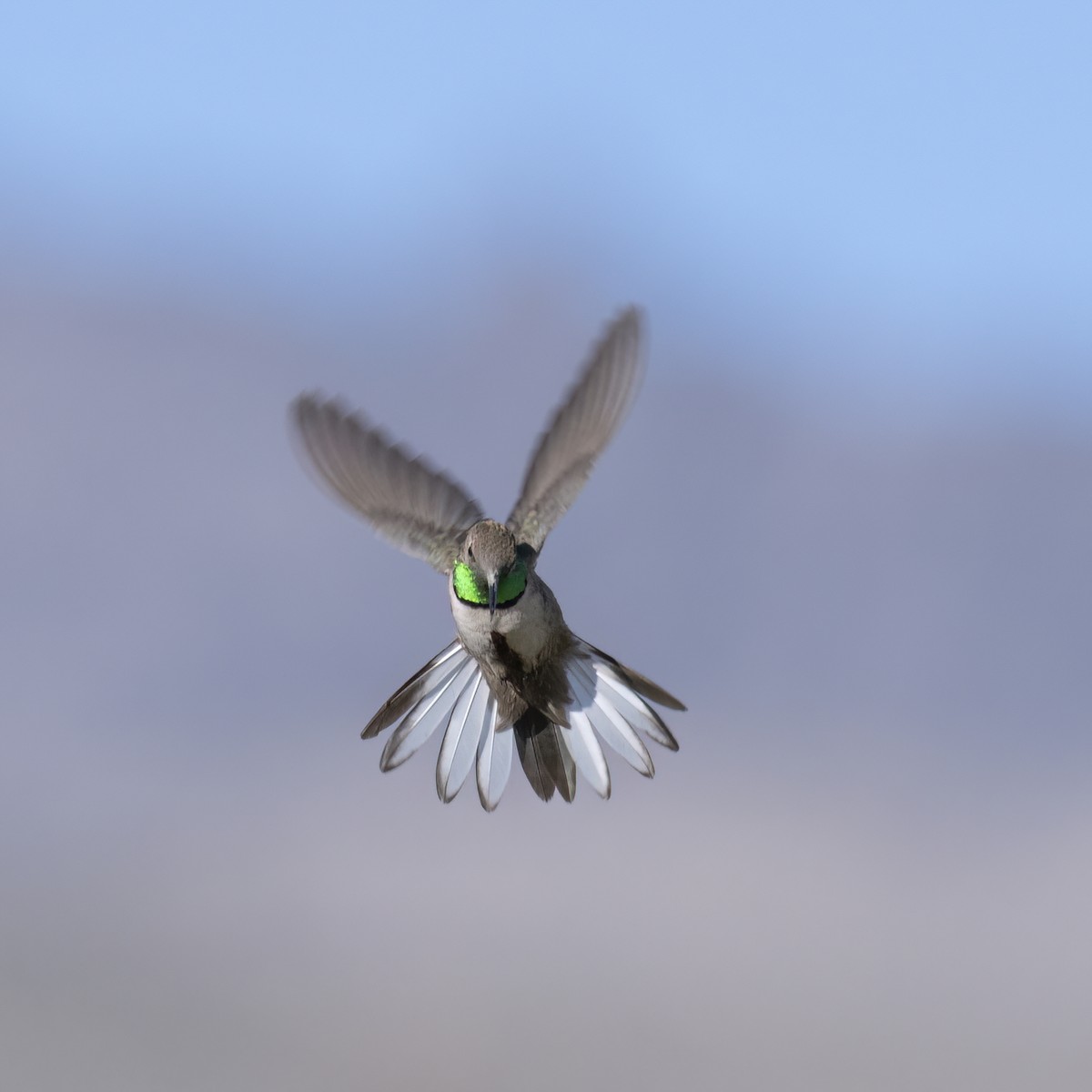 Andean Hillstar - ML645957450