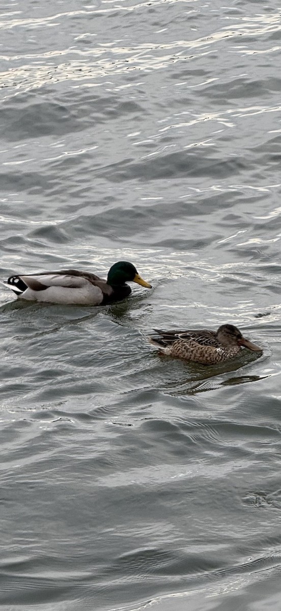 Northern Shoveler - ML645957452