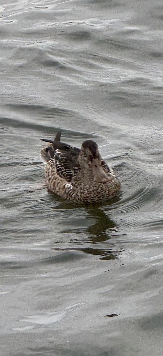 Northern Shoveler - ML645957453