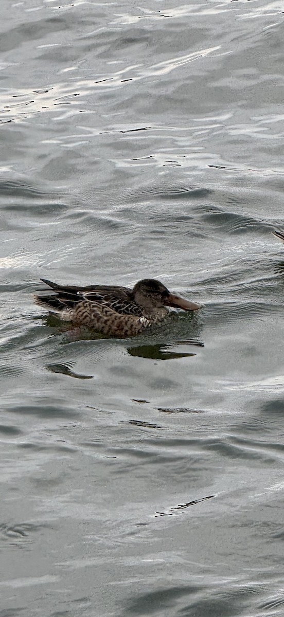Northern Shoveler - ML645957454