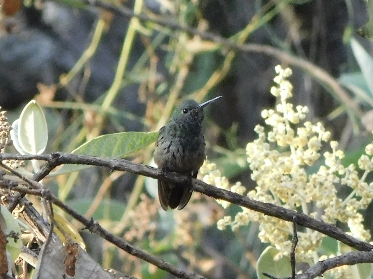 kolibřík mexický - ML645957459