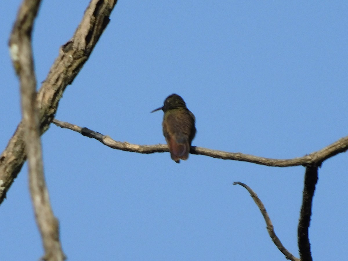 kolibřík mexický - ML645957460