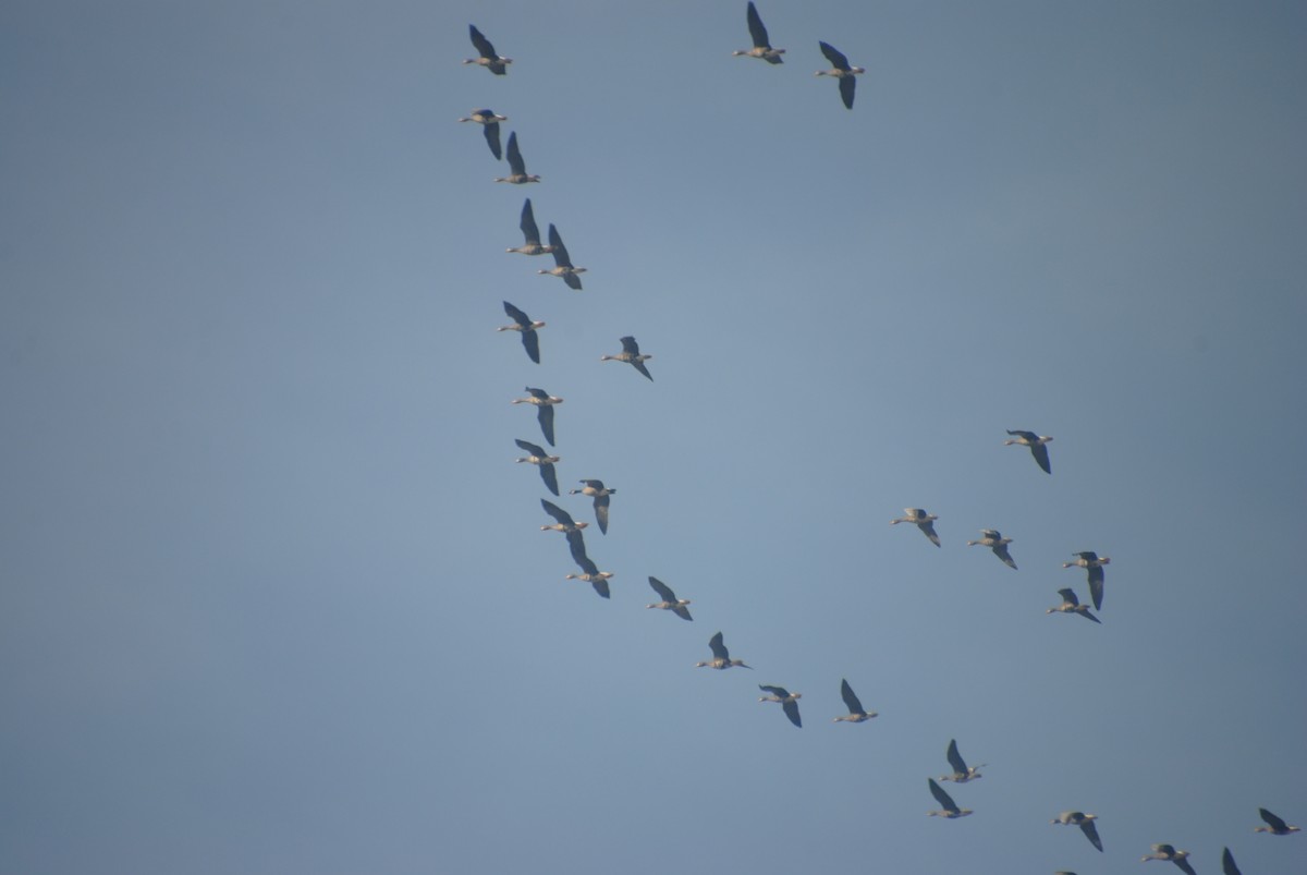 Greater White-fronted Goose - ML645957462
