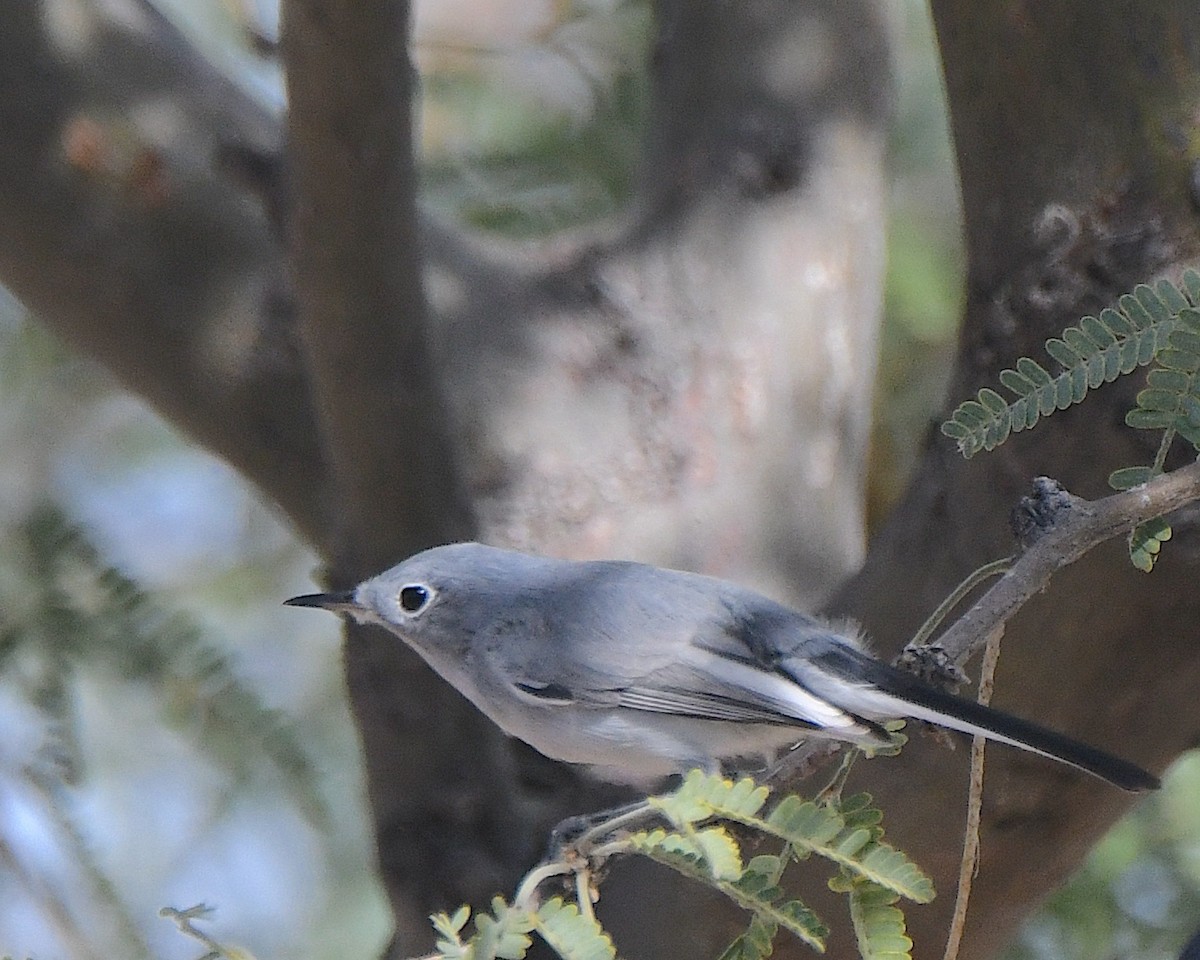 Blue-gray Gnatcatcher - ML645957463