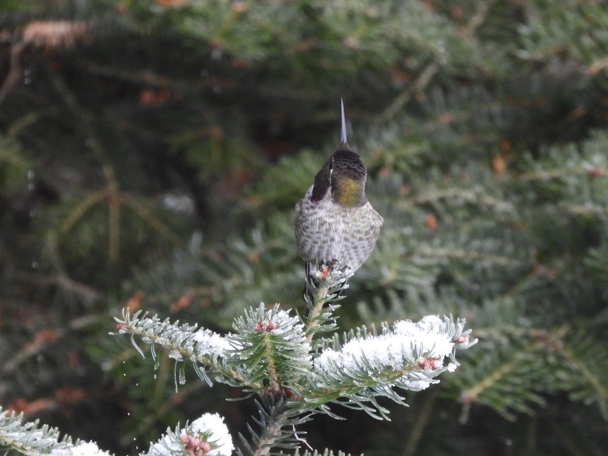 Anna's Hummingbird - ML645957464