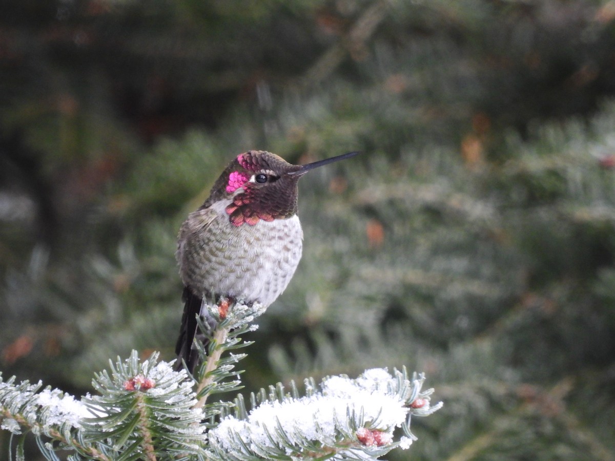 Anna's Hummingbird - ML645957465