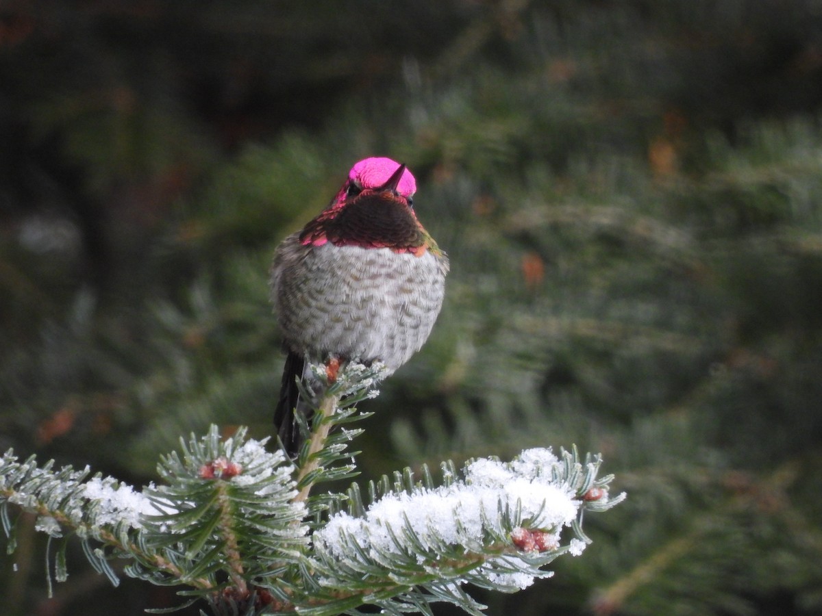 Anna's Hummingbird - ML645957466
