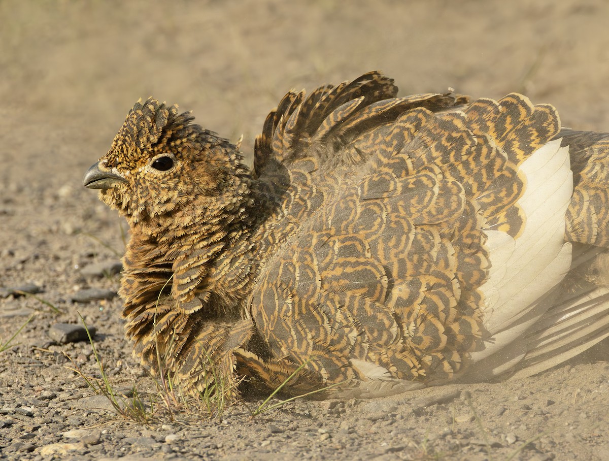 Lagopède des saules - ML645957468