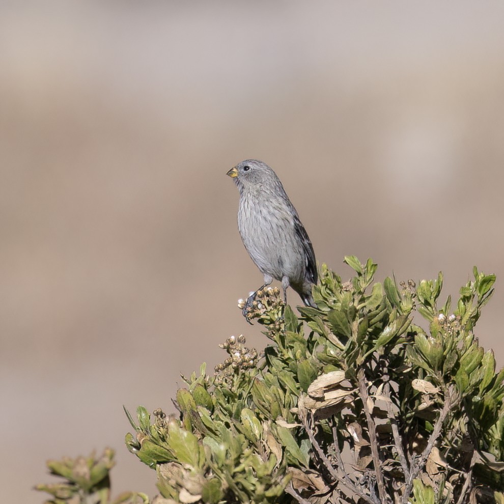 Band-tailed Seedeater - ML645957470