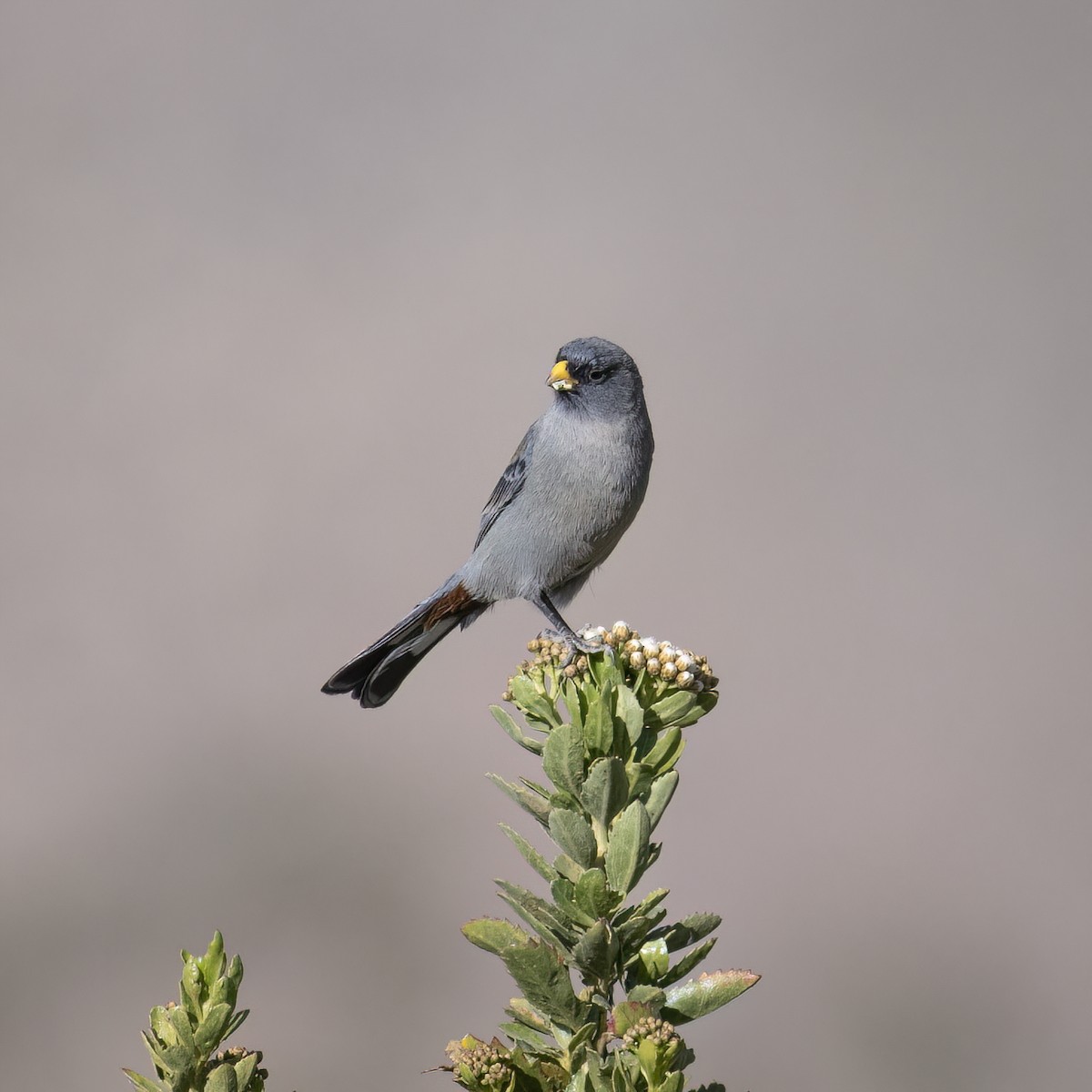 Band-tailed Seedeater - ML645957476