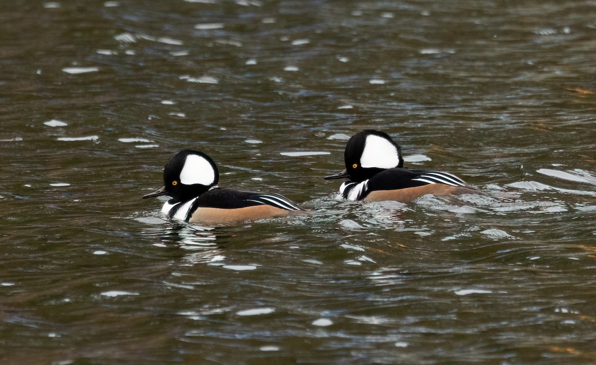 Hooded Merganser - ML645957477
